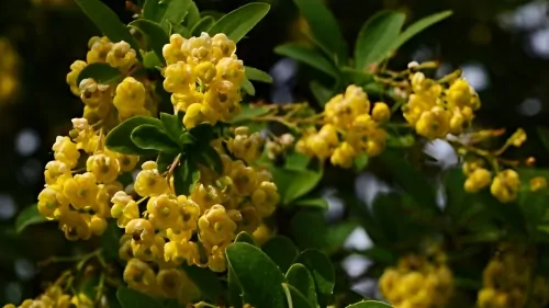 صور عشبة البربرين