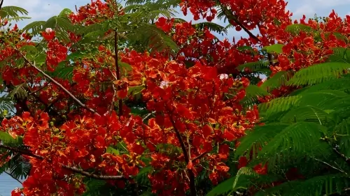 صور عشبة الكاتوابا