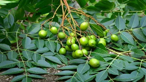 صور نبات النيم